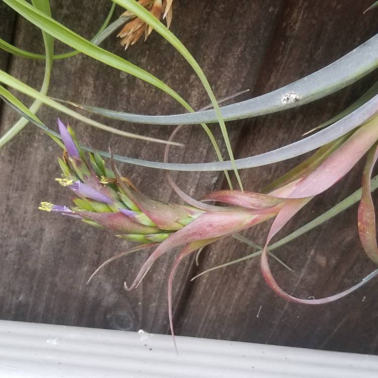 plant image 1131526