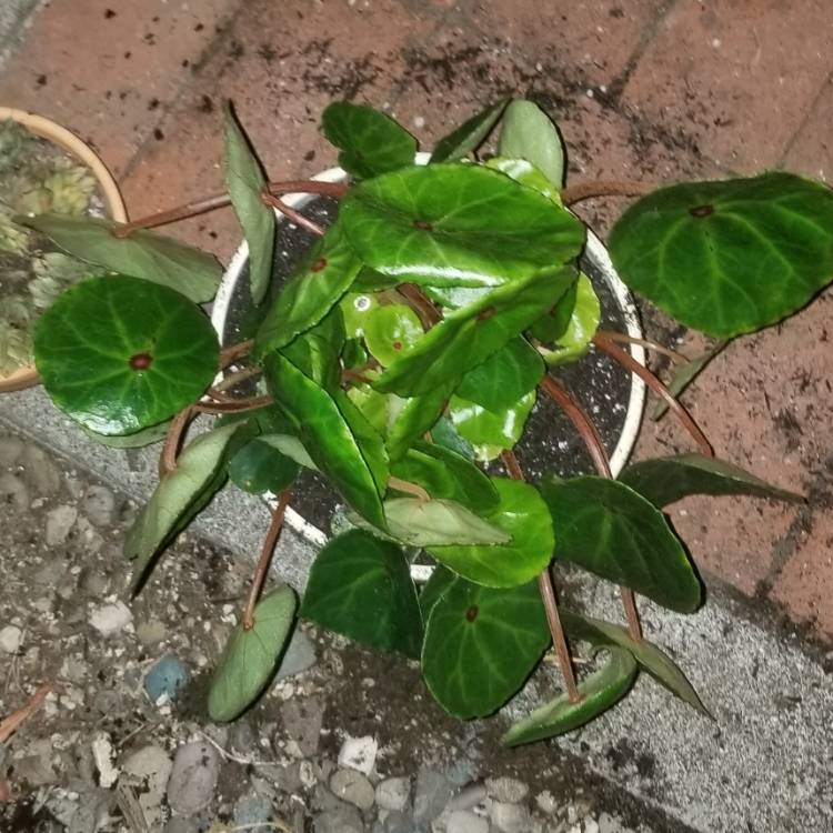 Plant image Begonia conchifolia var. 'rubrimacula'