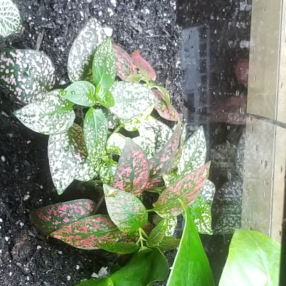 plant image 1136906