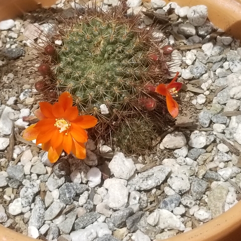 Plant image Rebutia fiebrigii 'Donaldiana' syn. Rebutia donaldiana