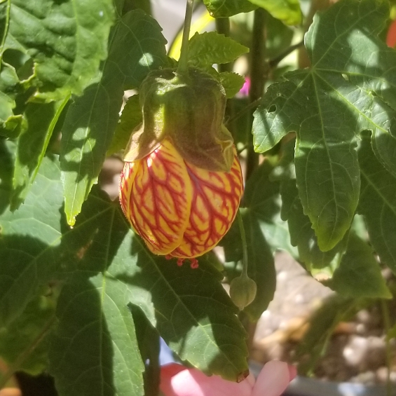 plant image 1146434