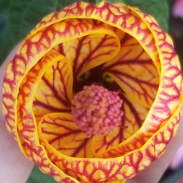plant image 1148125
