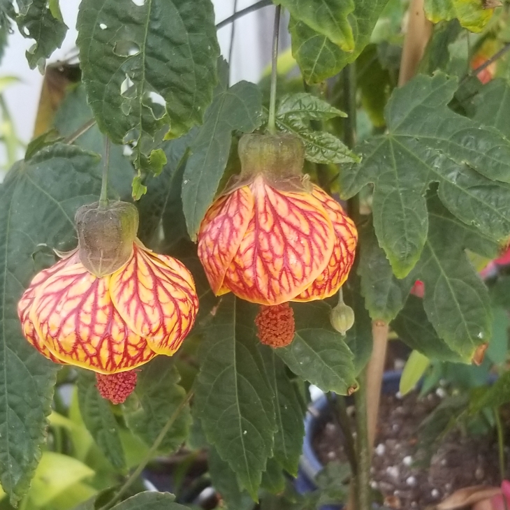 plant image 1148126