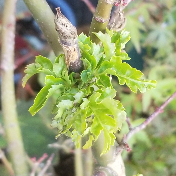 Plant image Acer Palmatum 'Shishi Gashira'