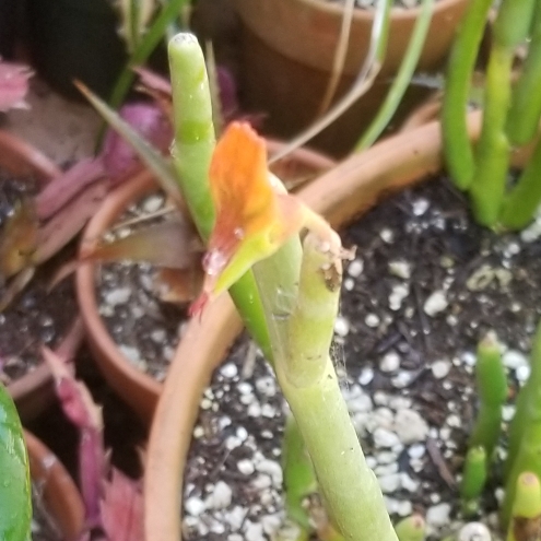 Plant image Euphorbia lomelii