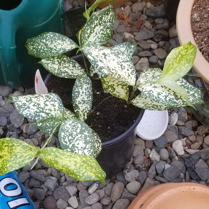 Plant image Dracaena godseffiana syn. D. surculosa 'Florida Beauty'