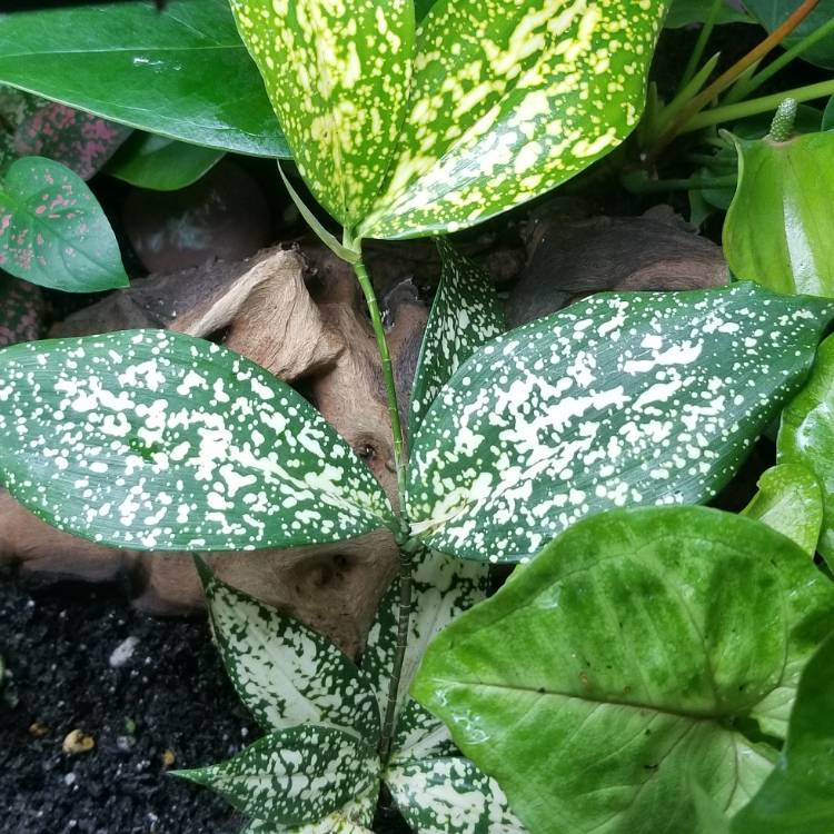 Plant image Dracaena godseffiana syn. D. surculosa 'Florida Beauty'