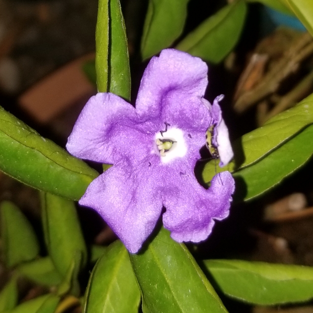 Plant image Brunfelsia pauciflora 'Floribunda'