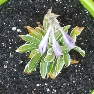 plant image 1166502