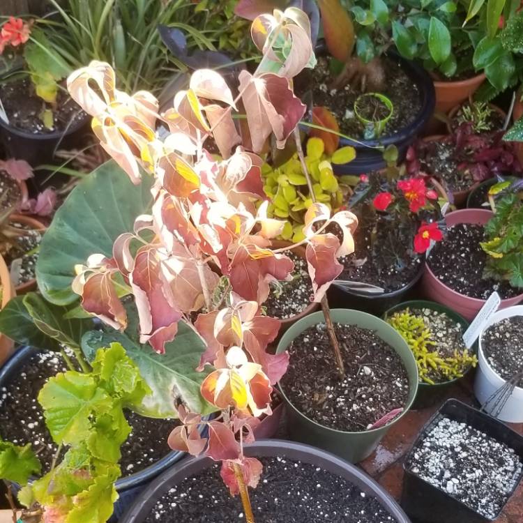 Plant image Cornus Florida