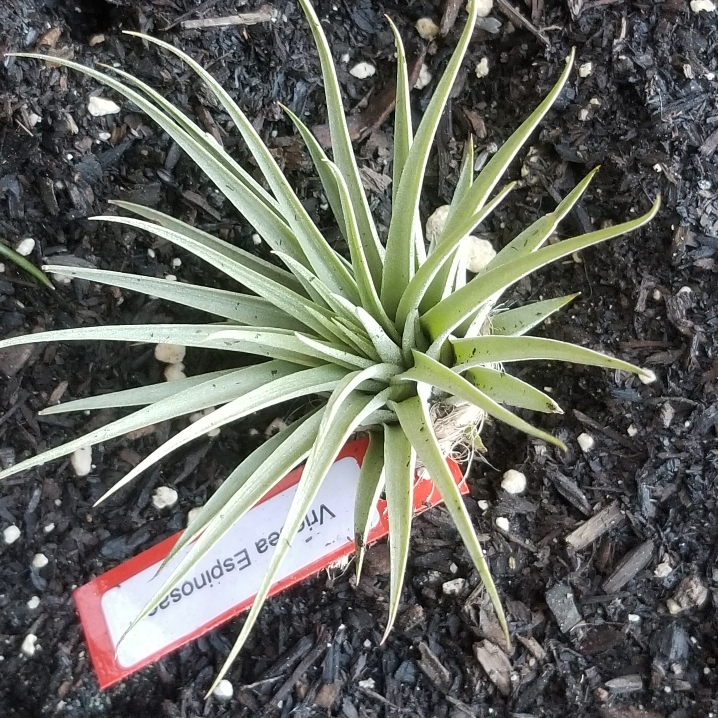plant image 1176372