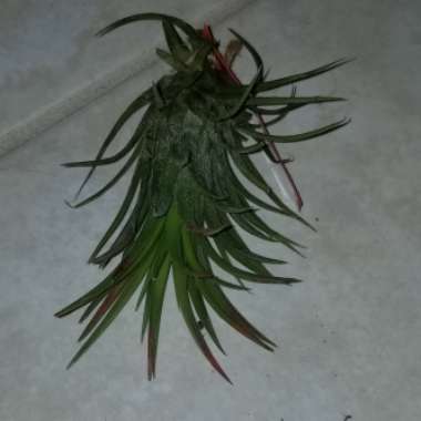 Tillandsia ionantha 'Mardi Gras'