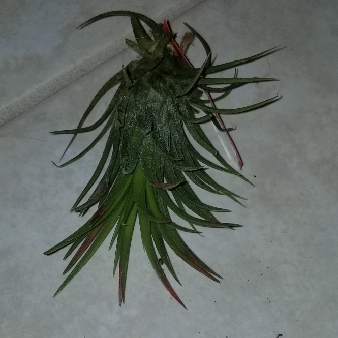 plant image 1190397