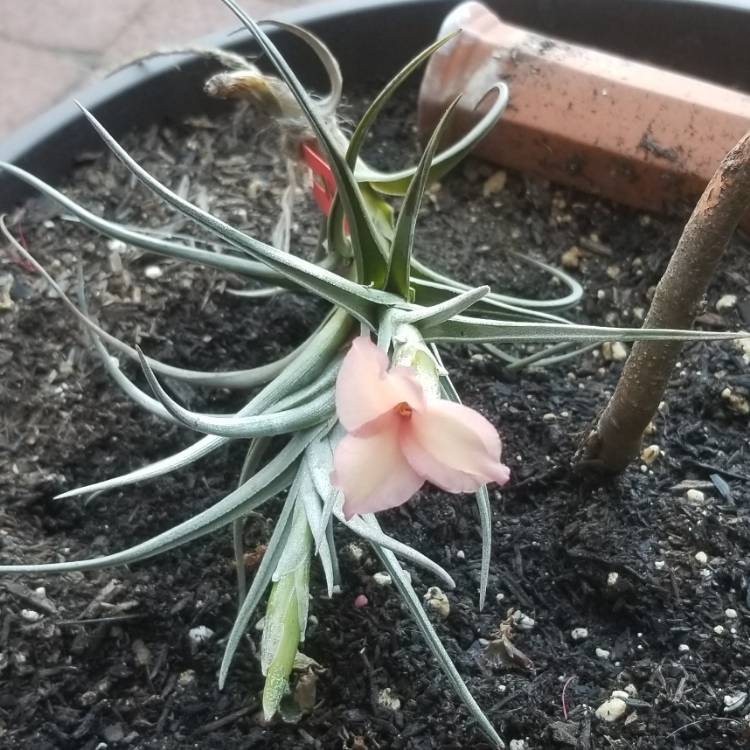 plant image 1194698