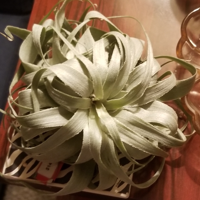 plant image 1196425