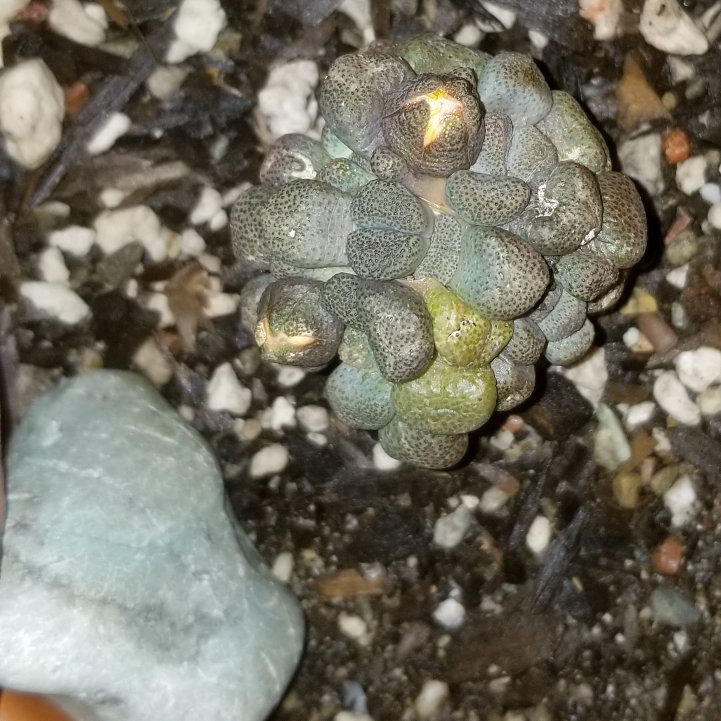 Plant image Aloinopsis schooneesii