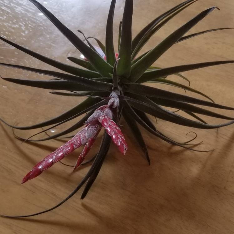 Plant image Tillandsia latifolia