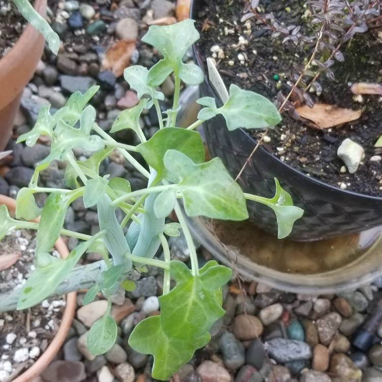 Plant image Senecio articulatus