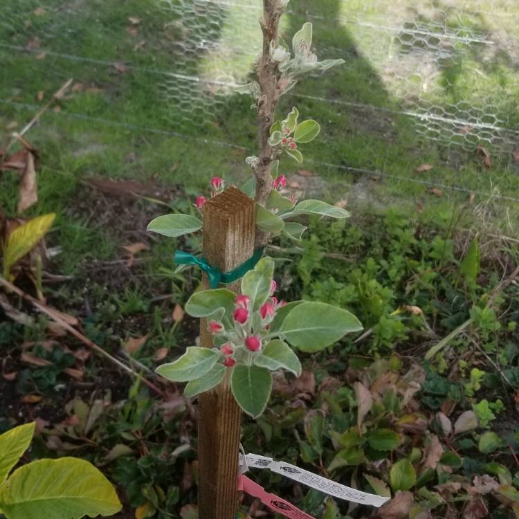 Plant image Malus domestica 'Anna'