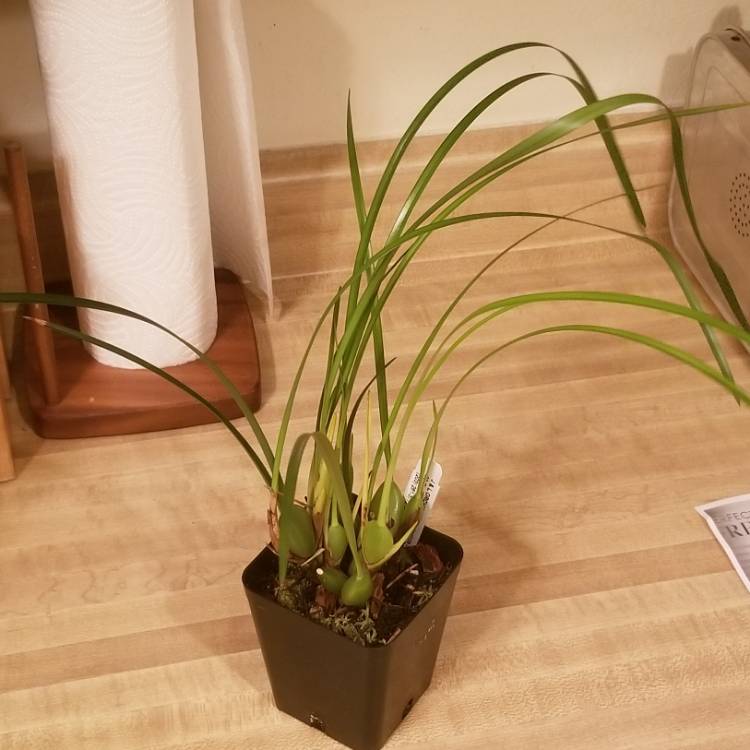 Plant image Maxillariella tenuifolia