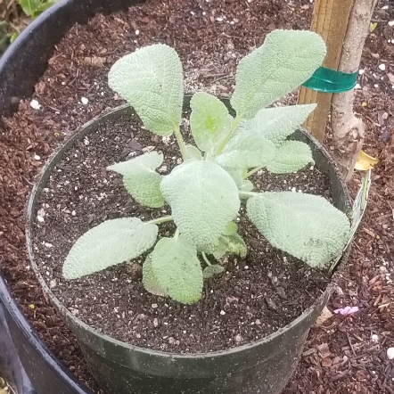 plant image 1240427