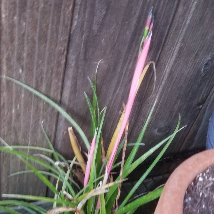 Plant image Billbergia nutans