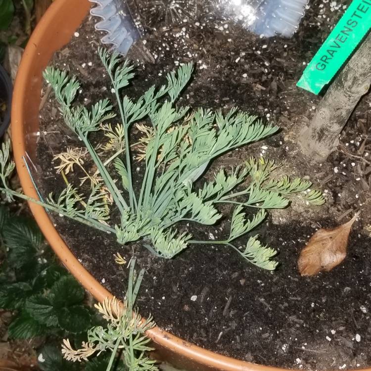 plant image 1243829