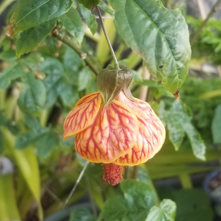 plant image 1245164