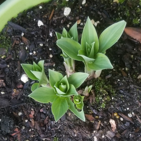 plant image 1245165