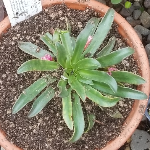 plant image 1246717 plant image 1246717