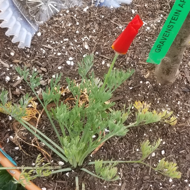 plant image 1246732