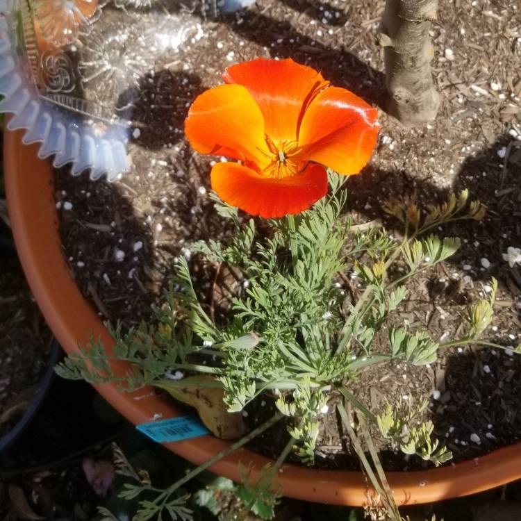 plant image 1250587