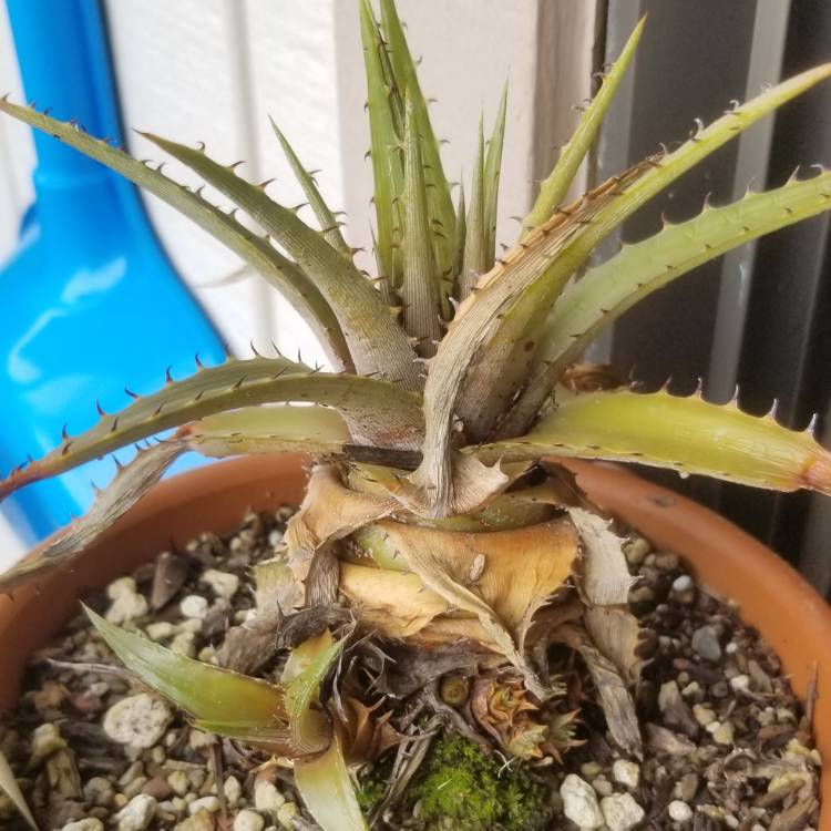 plant image 1250598