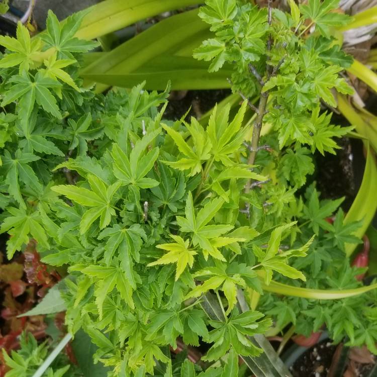 plant image 1251760 plant image 1251760