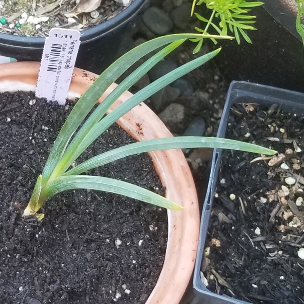 Plant image Ferraria crispa