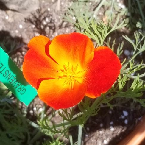 plant image 1267661