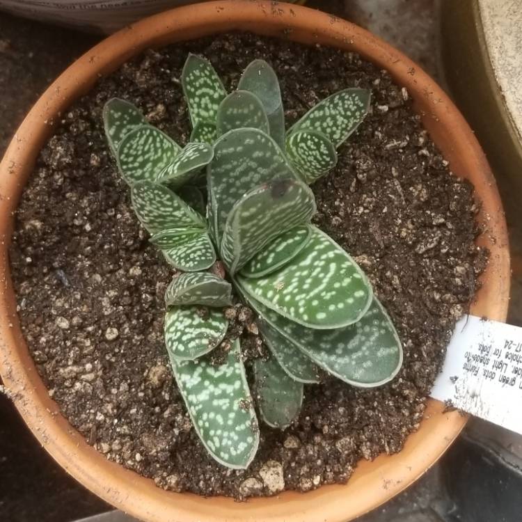 Plant image Gasteria pillansii