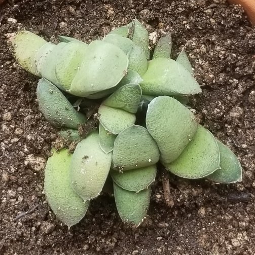 Plant image Gasteria Glomerata