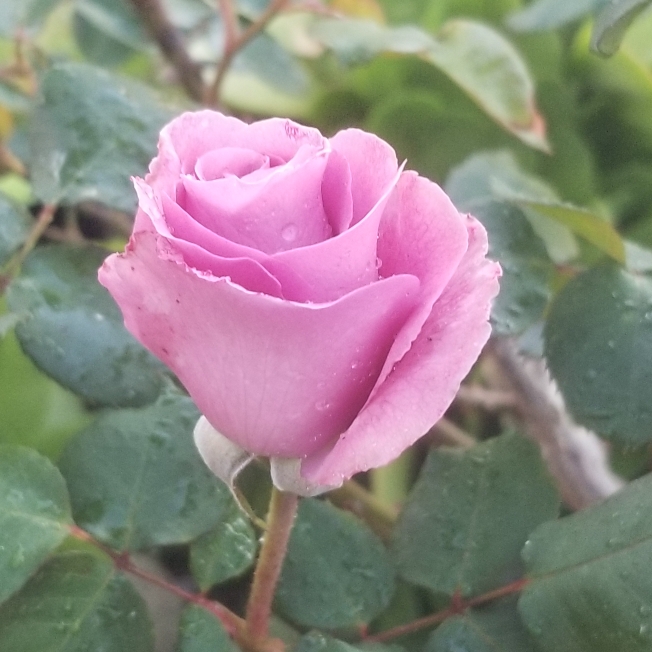 Plant image Rosa 'Angel Face'