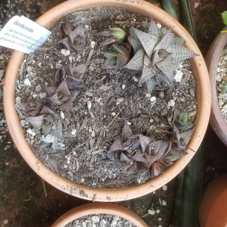 Plant image Haworthia Tessellata