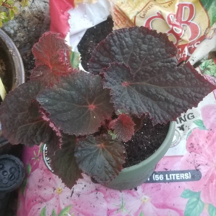 plant image 1284039