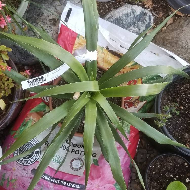Plant image Dracaena Draco