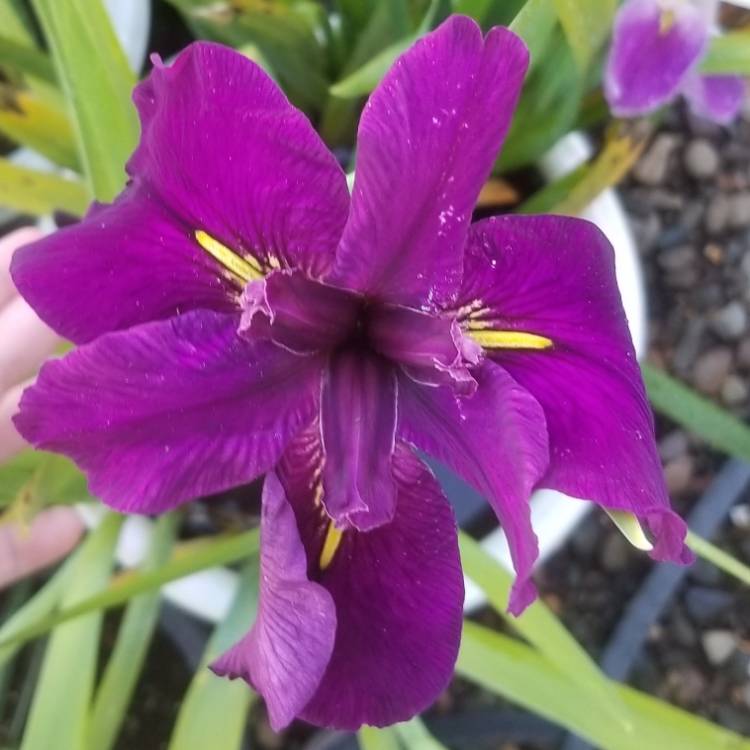 plant image 1290593