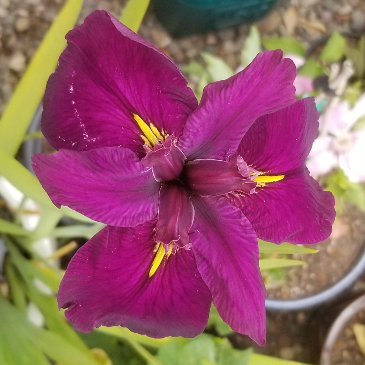 plant image 1294433