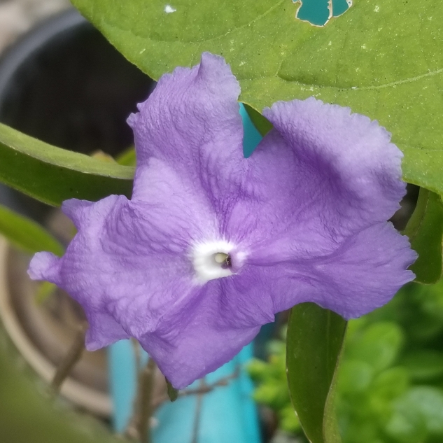 plant image 1294442