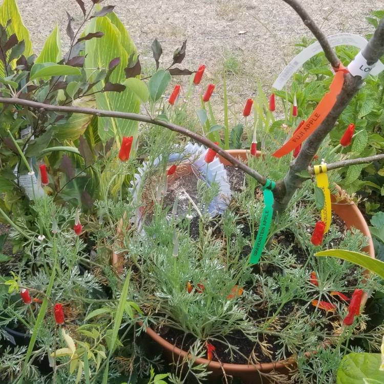 plant image 1294443