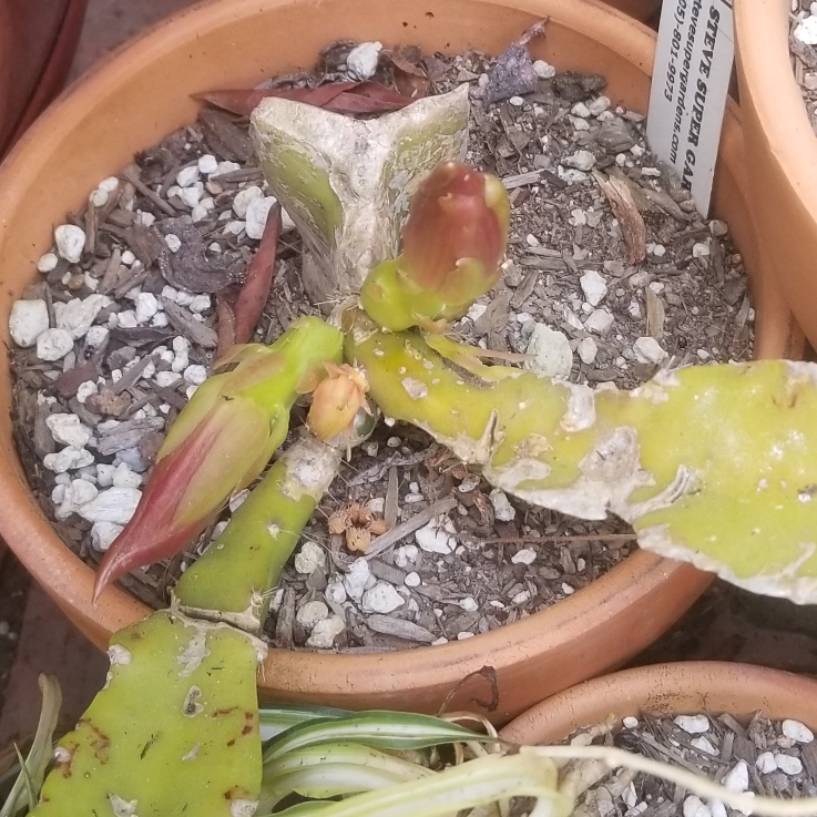 plant image 1294447