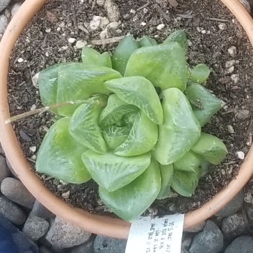 plant image 1307440