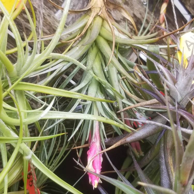 Plant image Tillandsia jucunda