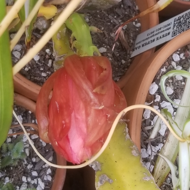plant image 1314940